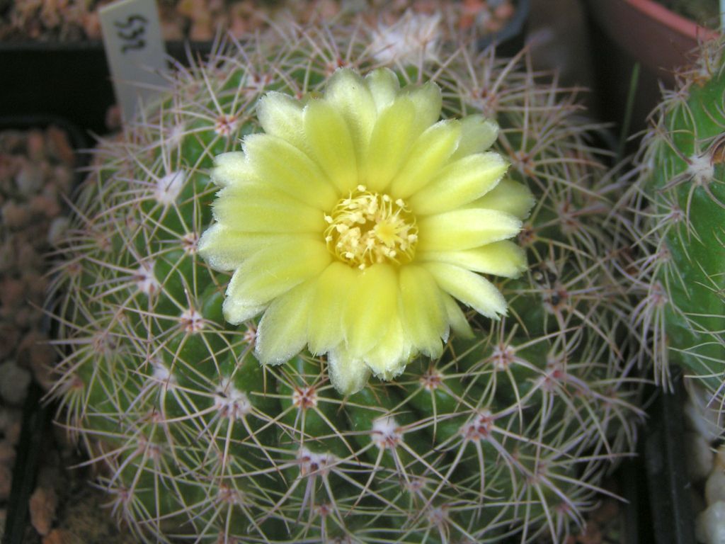 Notocactus herteri